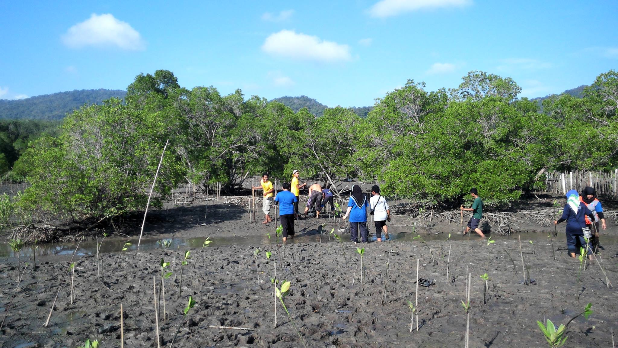 Planting Mangroves on Langkawi