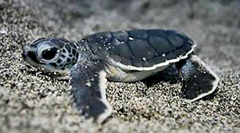 Freilassung von Schildkröten und Cleanup in Bali