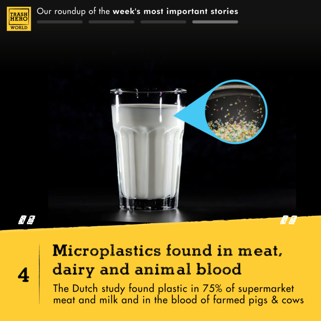 A glass of milk with microplastics in it
Microplastics found in meat, dairy and animal blood
The Dutch study found plastic in 75% of supermarket meat and milk and in the blood of farmed pigs & cows